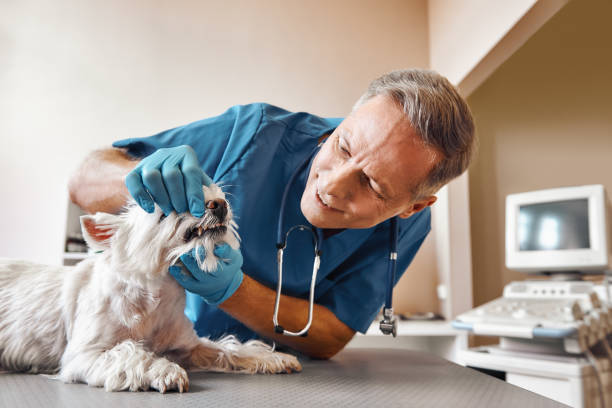 Best Walk-In Emergency Dental Services in Roosevelt Gardens, FL